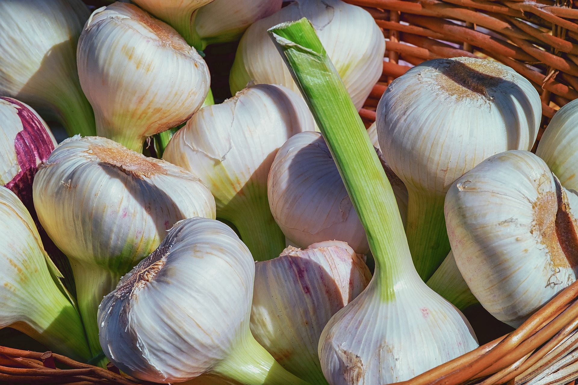 Basket of Garlic Bulbs