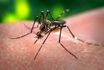 Yellow Fever mosquito