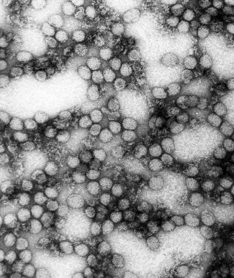 Yellow Fever virus