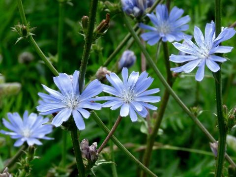 chicory blooms