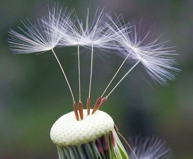 dandelion seeds