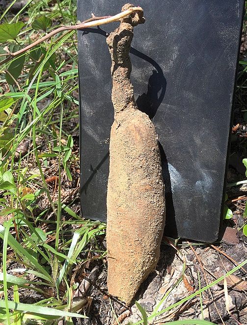 Wild Potato Tuber