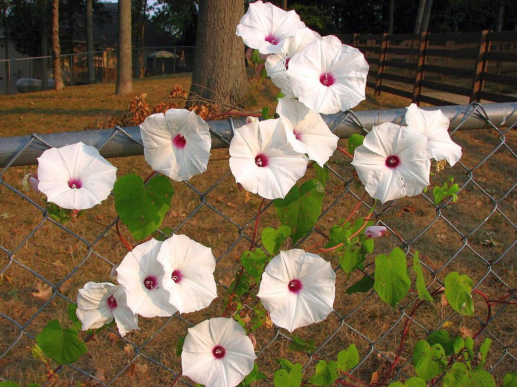 wild potato flowers