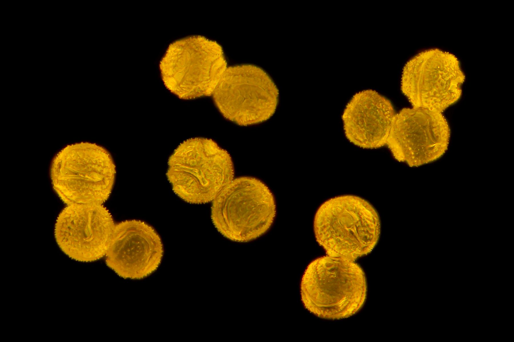 Pollen Grains