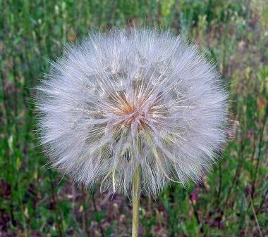 Showy Goatsbeard