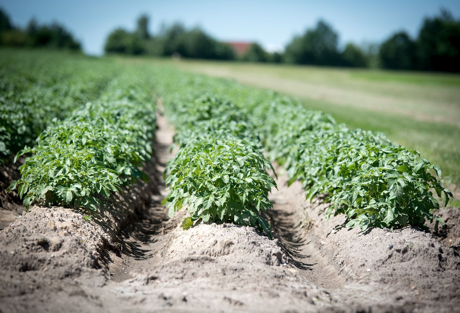 Healthy potato plants