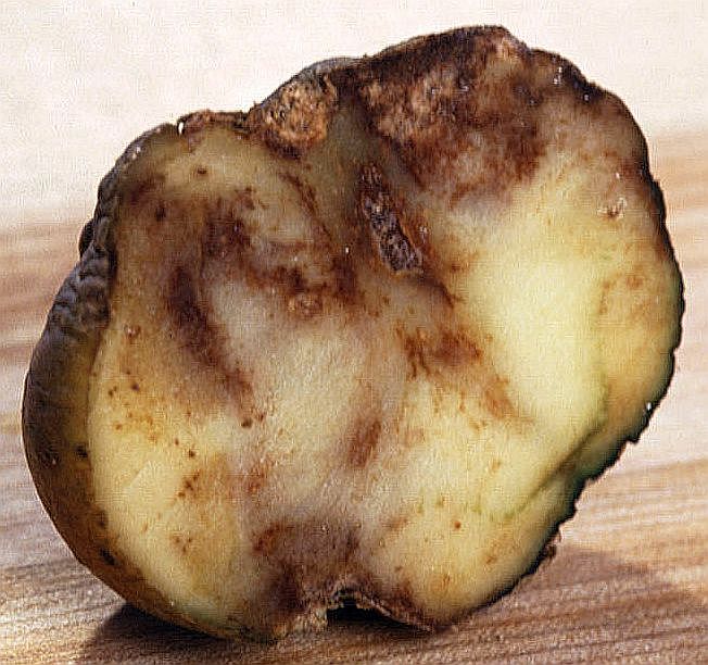 Irish potato famine: infected potato.