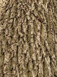 Bark