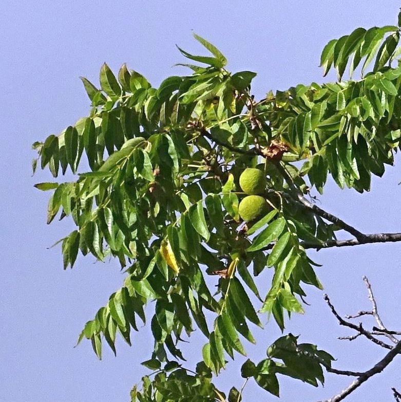 black walnut leaves and nuts
