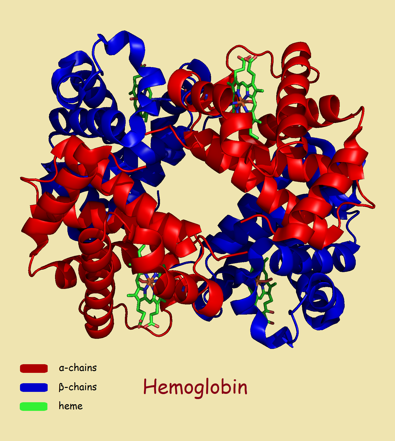 Hemoglobin: Image Zephyris English Language Wikipedia