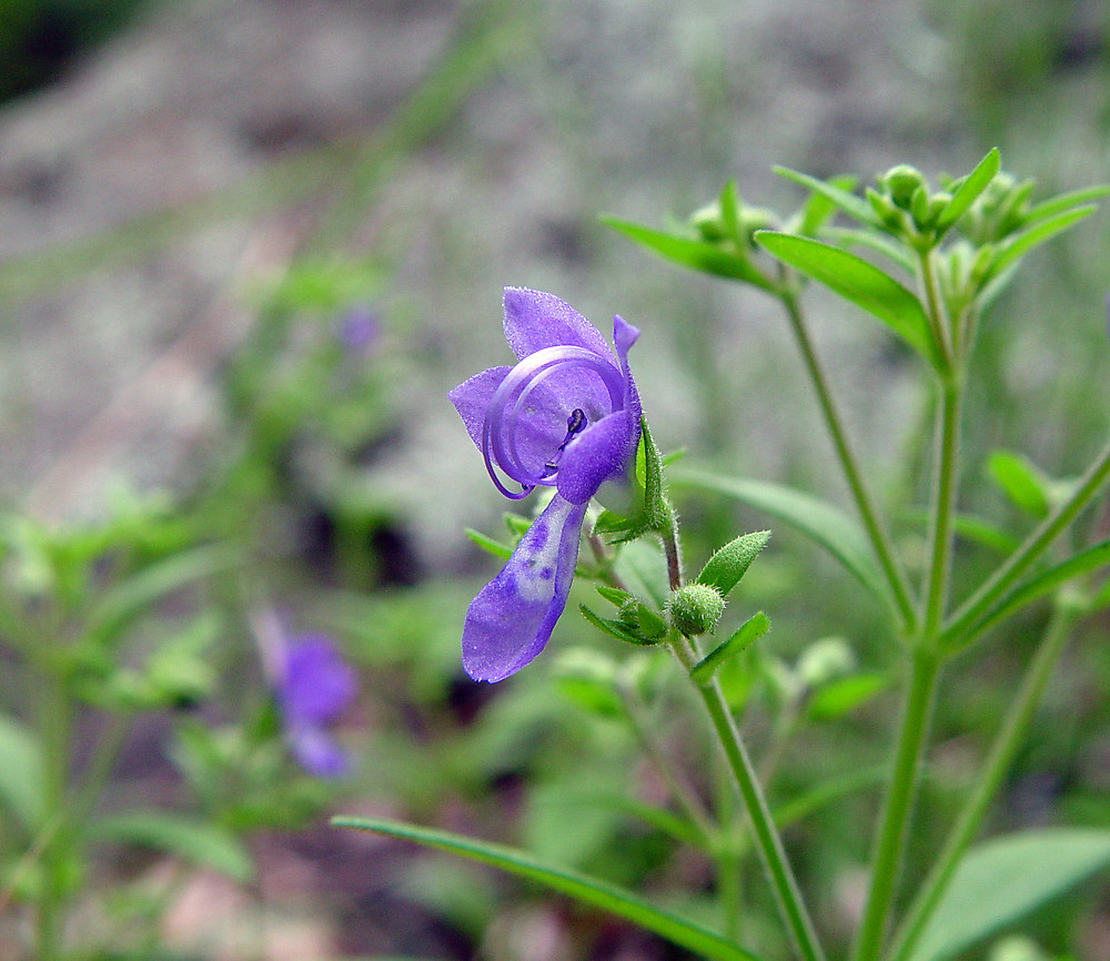 Trichostema Dichotomum, or Blue Curls