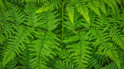 Bracken Ferns