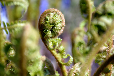 Fiddle heads