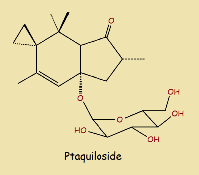 Ptaquiloside