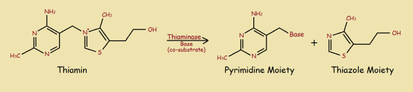 Thiaminase Reaction